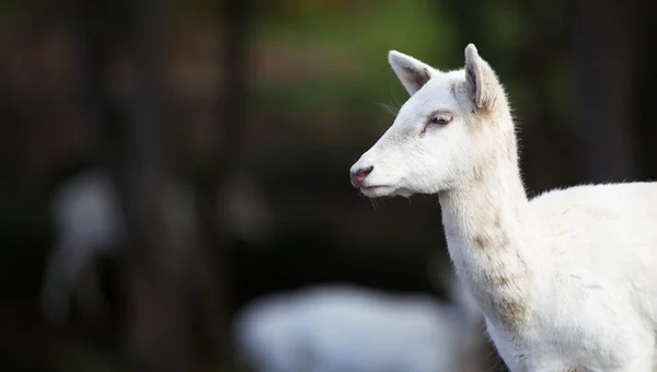 年轻白色小鹿的头 — 图库照片