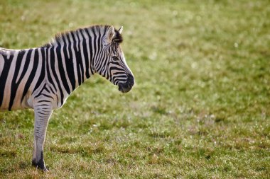 Yalnız zebra çim sahası