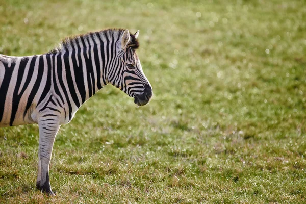 Lone Zebra Grass Field — Stock Photo, Image