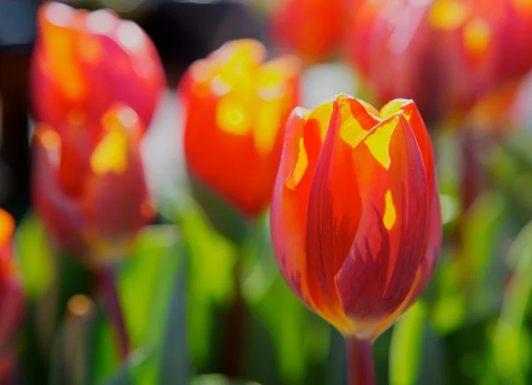 stock image Red orange tulips