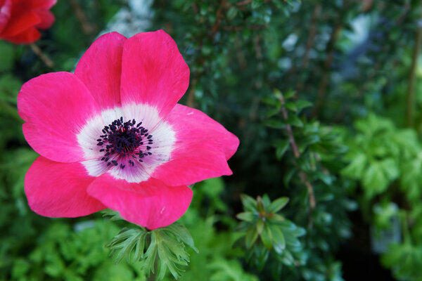 Красно-розовый петух
