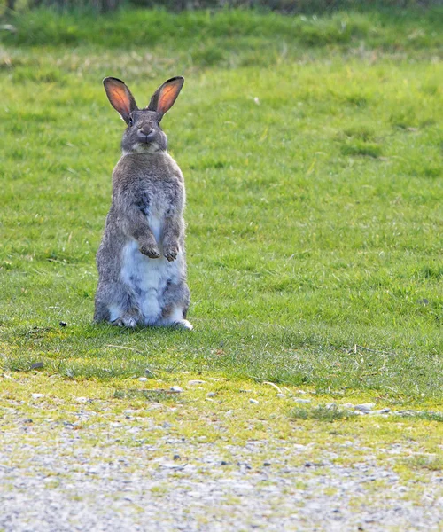 站立的小兔子 — 图库照片
