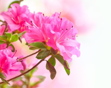 Azalea clipart