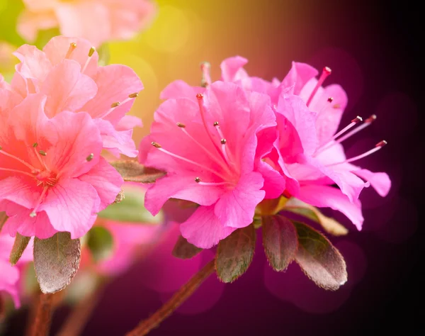 Azalea květiny — Stock fotografie
