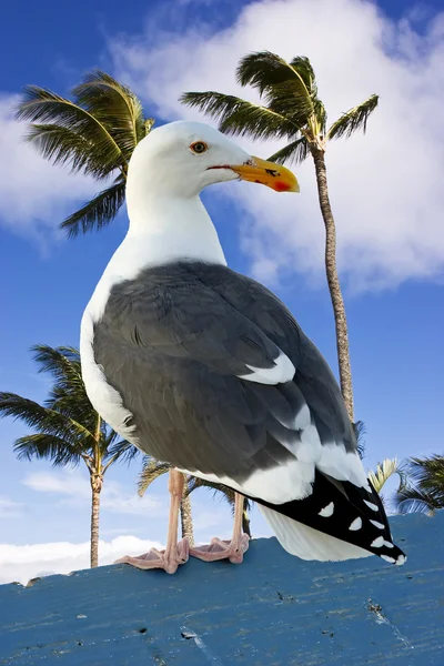 Seagull perched on a rail with palm trees in the background.