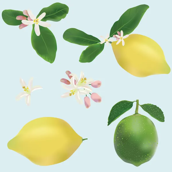 Lemon and lime fruits and flowers icon vector set — Stock Vector
