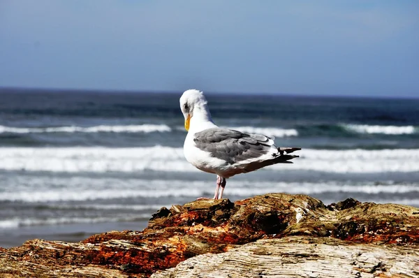Тихоокеанская чайка — Stok fotoğraf
