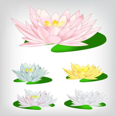 A set of colorful water lilies clipart