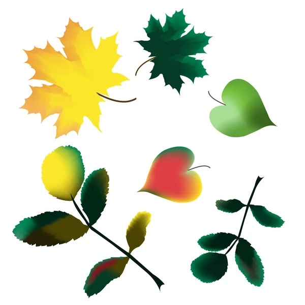 Collection of autumn leaves — Stock Vector