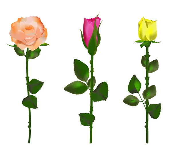 Набор из трех роз — стоковый вектор