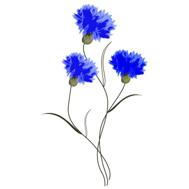 Bouquet of cornflowers clipart