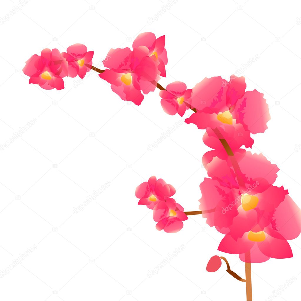 A branch of pink orchids, isolation