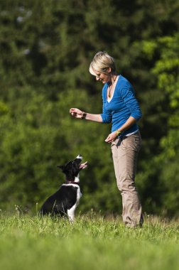 köpek eğitimi