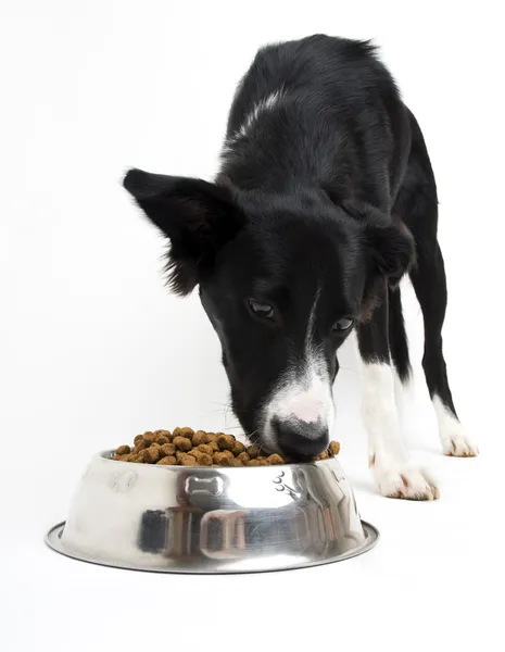 Hund essen — Stockfoto