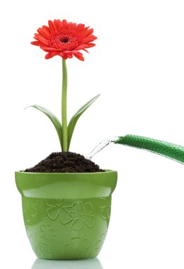 Watering plant clipart