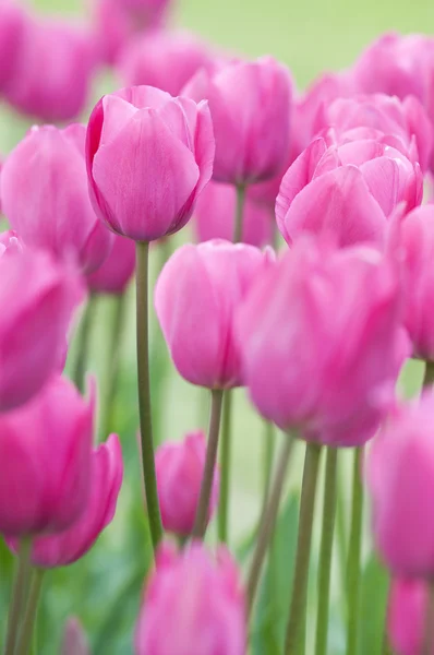 stock image Pink tulips