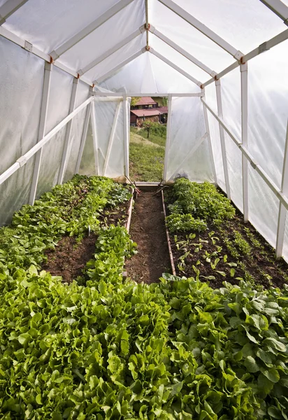 stock image Greenhouse