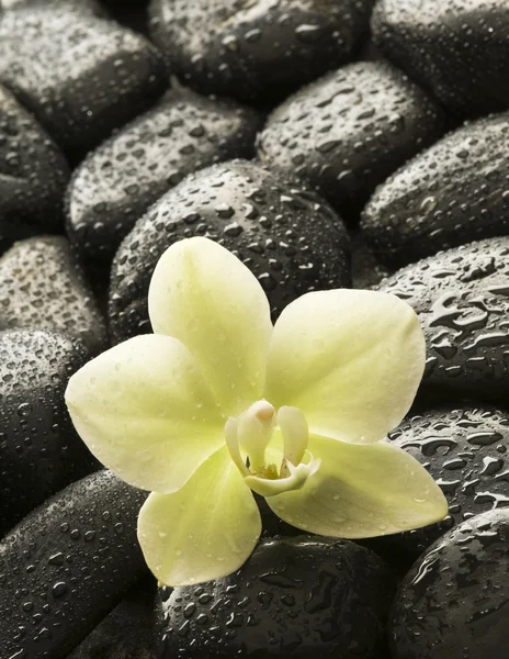 Spa orkide — Stok fotoğraf