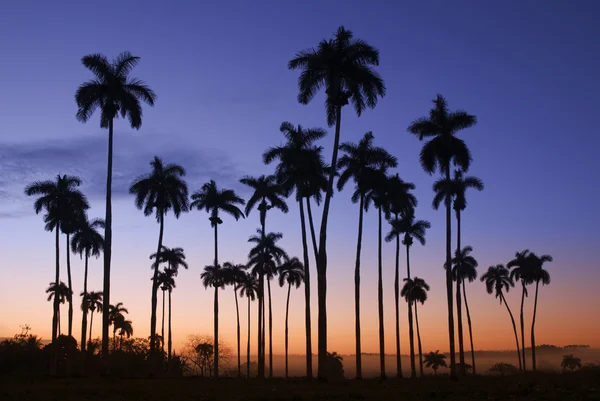 Пальмовый пейзаж — стоковое фото