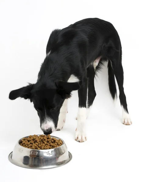 Харчування собаки — стокове фото