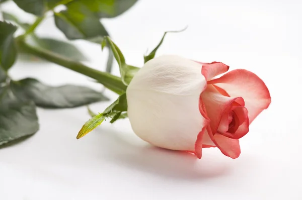 Rosa sobre blanco — Foto de Stock