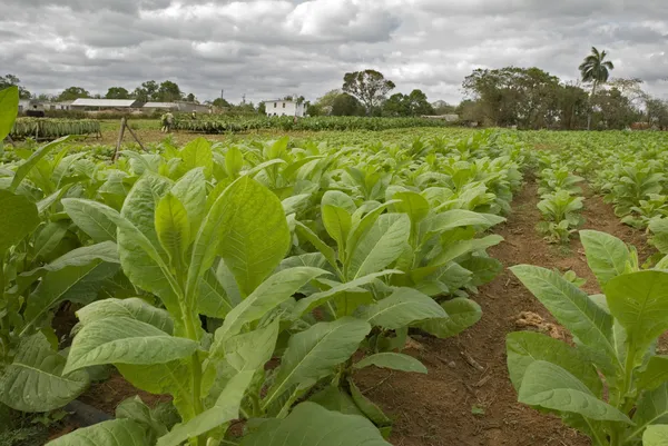 stock image Tobacco