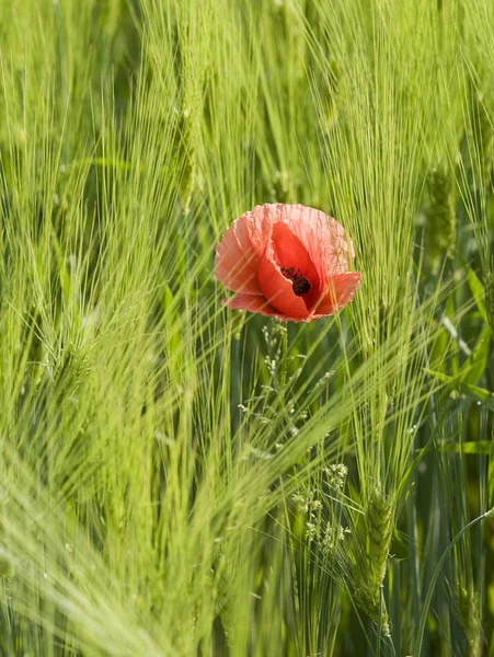 stock image Poppy on field