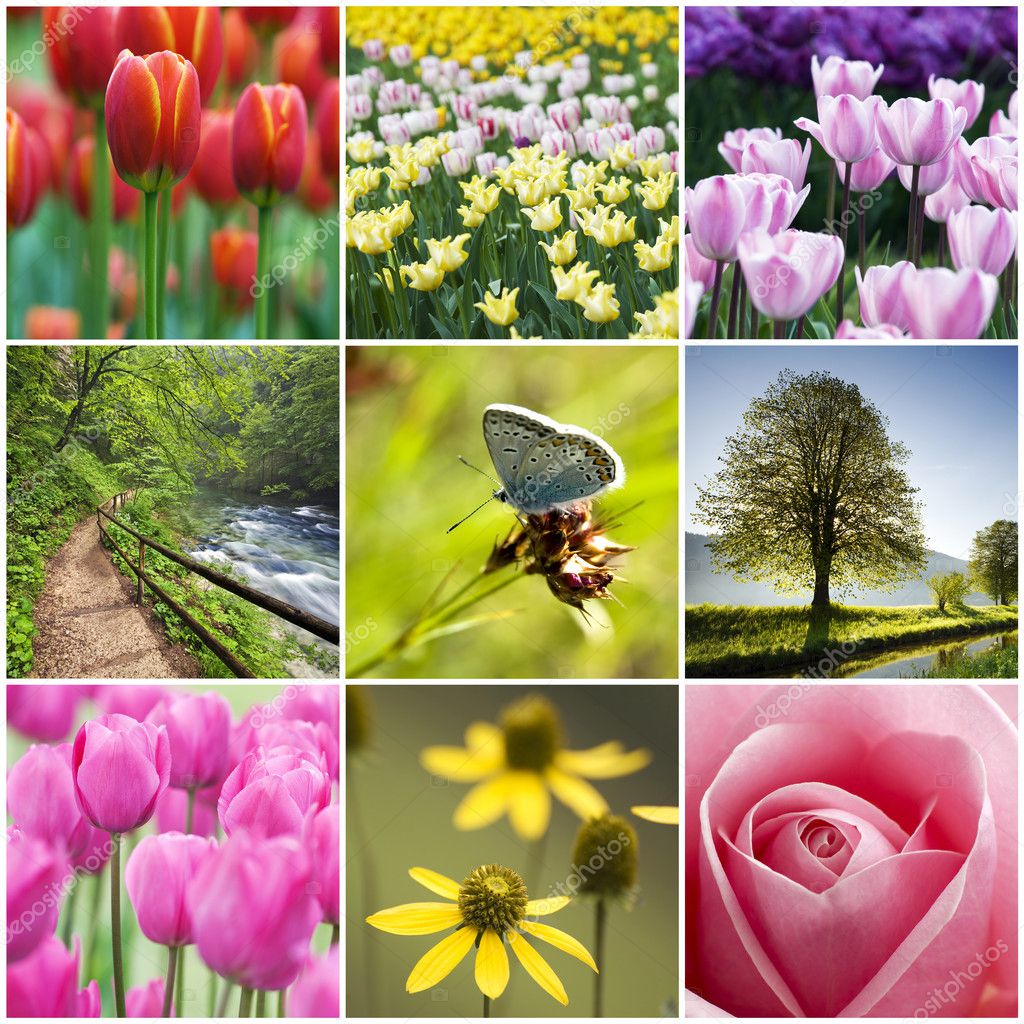 Flower collage — Stock Photo © photodesign #8967090