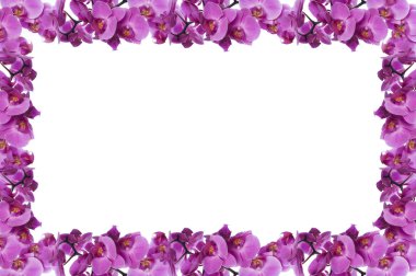 Orchid frame clipart