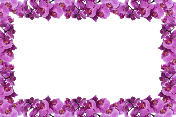 Cadre d'orchidée — Photo