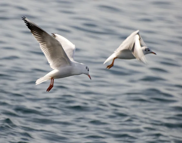 stock image Seagull