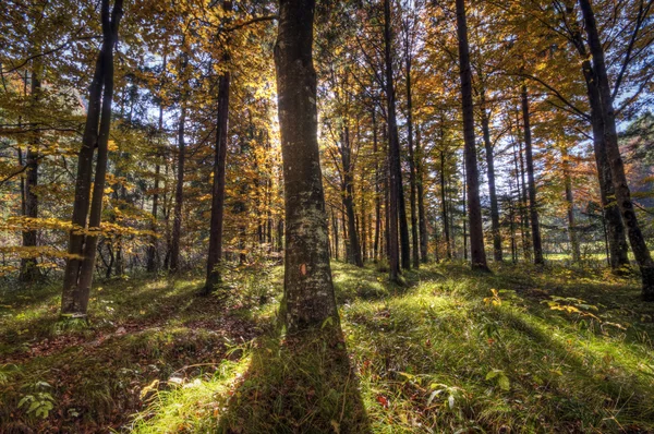 Bakgrundsbelysning skog — Stockfoto