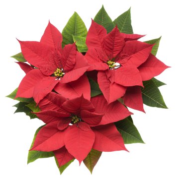 Poinsettia Plant clipart