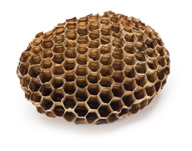 Hornet Nest clipart