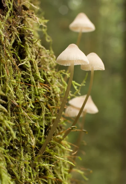 Μύκητες στο δάσος — Φωτογραφία Αρχείου