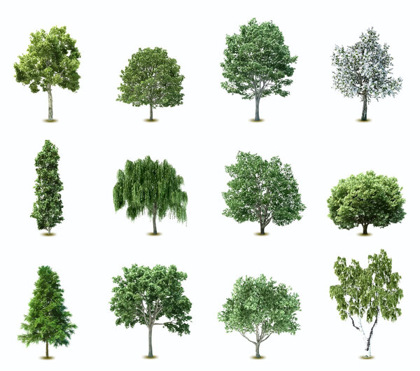 Set Trees. Vector