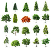 Set of trees isolated on white background. Vector