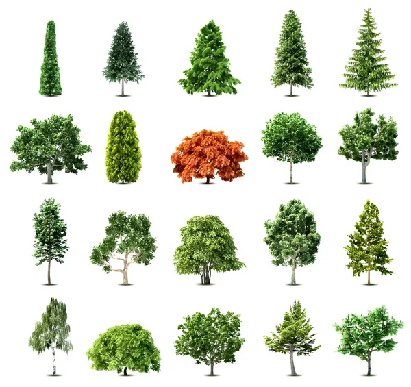 Set of trees isolated on white background. Vector Stock Vector