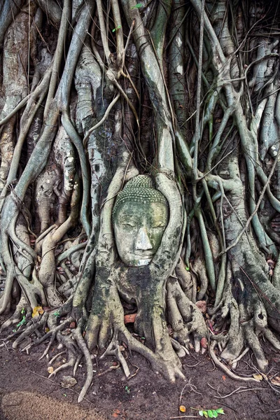 Vedoucí pískovce buddha — Stock fotografie