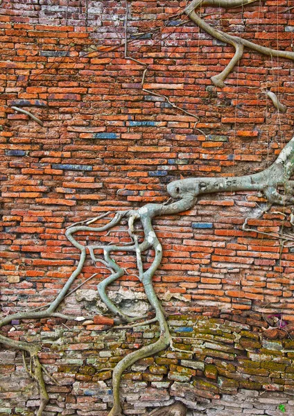 Parede de tijolo velho e raízes de árvore — Fotografia de Stock