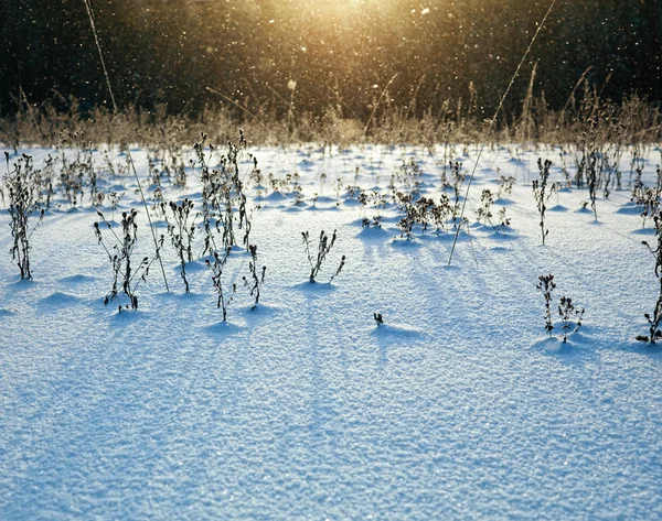 Schneebedecktes Feld — Stockfoto