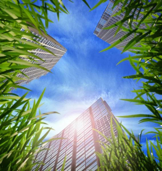 Grass and skyscrapers — Stock Photo, Image
