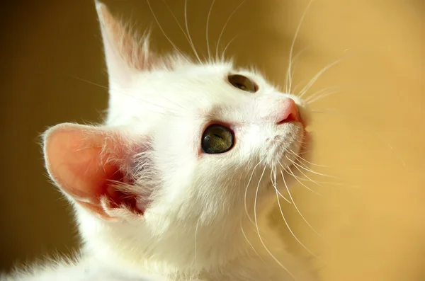 stock image Sweet little white kitten 2