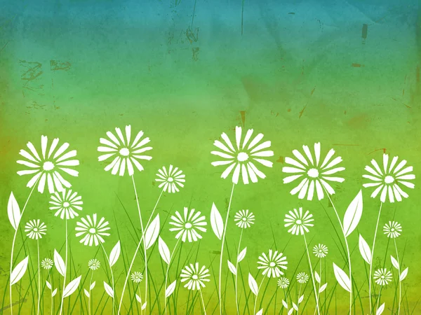 Spring flowers white daisy — Stock Photo, Image
