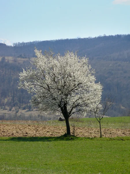 Sping drzewo — Zdjęcie stockowe