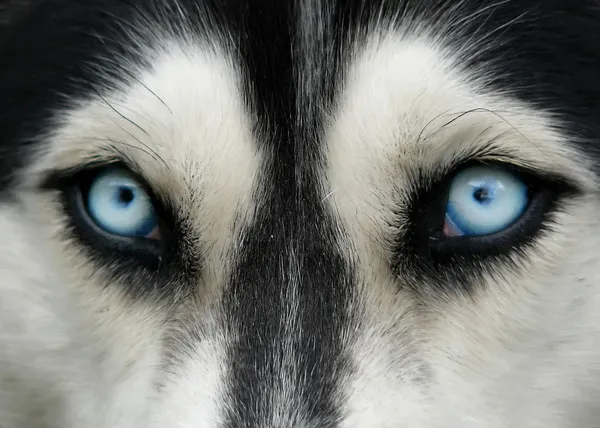 Hundeblaue Augen — Stockfoto