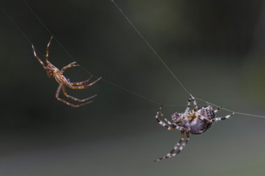 örümcek mücadele