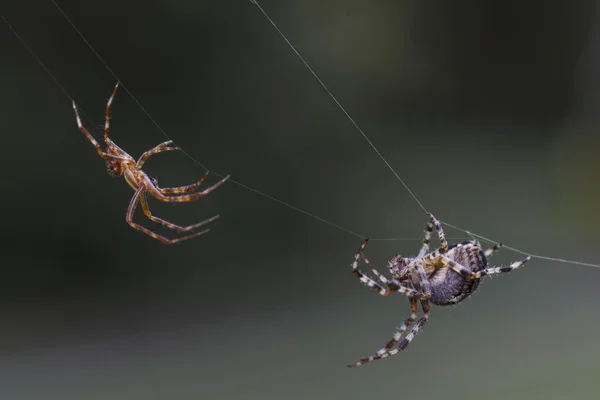 Araña luchadora — Foto de Stock