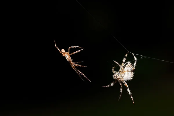 Aranha lutadora — Fotografia de Stock