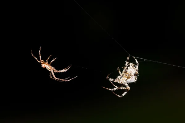 Боевой паук — стоковое фото